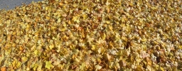 69fond-du-lac-wi-leaves10_03-copy