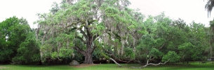 florida-tree-june-2010
