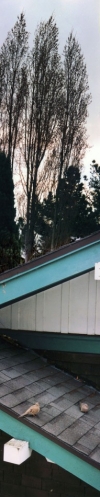 07abirds-rockridge-roof4-99