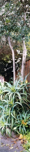 07bneighborhood-tree-4-99