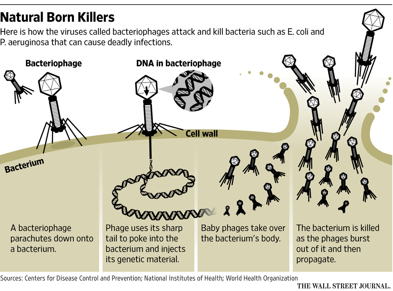 Цикл бактерии. Жизненный цикл бактериофага схема. Механизм действия бактериофагов. Вирусы бактерий бактериофаги. Цикл развития бактериофага схема.